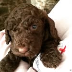 Otto The Cockapoo 🐾 - @ottogreenhill - Instagram
