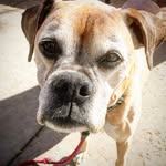 Otto Bear Keller The 1st - @ottobobotto_1 - Instagram