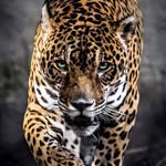 Otto Keller - @ottokeller299 - Instagram