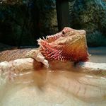 Otto Krueger - @papa_smurf_134 - Instagram