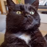 Otto Maxwell Boorman - @yourdailyotto - Instagram