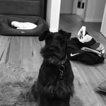 Otto Moore - @ottotheminischnauzer_ - Instagram