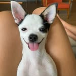 Otto Müller Huszcza - @ottomuller.chihuahua - Instagram