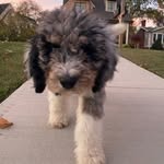 Otto - @ottomurphyroberts - Instagram