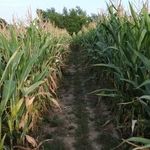 Otto Peterson Farms - @otto.peterson.farms - Instagram