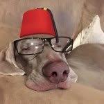 Otto The Dog - @ottoramsey - Instagram