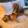 Otto & Raya - @otto_raya_therescues - TikTok