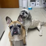 Otto & Rayka🐾 - @otto_rayka_tramontano - Instagram