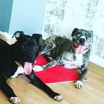 Rush&Otto - @rush.otto - Instagram