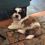 Otto schwarzenberg - @otto.schwarz_shihtzu - Instagram