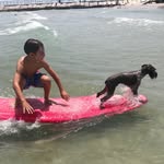 Otto_schnauzer - @otto_wallace - Instagram