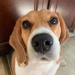 Burrito Otto Weber - @burritodbeagle - Instagram
