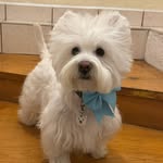 Otto 🐾 - @ottowestie_ - Instagram