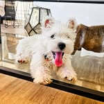 Otto - @otto_westieloco - Instagram