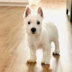 Otto West - @otto_west_thewestie - Instagram