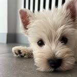 Otto_westie_life - @otto_westie_life - Instagram