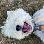 Ottoterremoto - @westie.otto - Instagram