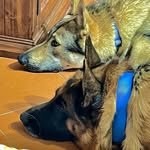 Otto & Wolf - @wolfottopack - Instagram