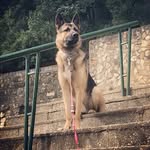 Otto - @ott.owolf - Instagram