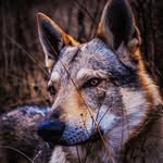 Otto the Wolf - @living.with.a.wolf - Instagram