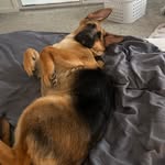 Otto Wolf - @stinky.otto - Instagram