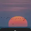 Otto Wolf - @otto.wolf58 - TikTok