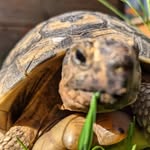 Otto Wolf - @otto_theturtle - Instagram