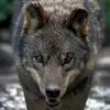 OttoWolf77 - @ottowolf77 - TikTok