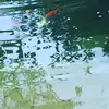 Ottowolf_ - @ottowolf_ - TikTok