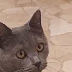 Otto Wong - @thaimassaggio - Instagram