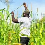 Ousmane Sarr - @farmersaar - Instagram