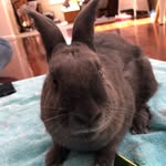 Owain Hughes - @owainhughesrabbit - Instagram