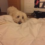 owen buckley wilson holton - @odiethegoldendoodle - Instagram