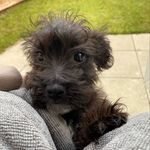 Teddy Owen-Buckley - @jackapooteddy - Instagram