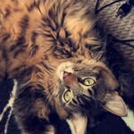 Ava Marie Owen-Burton - @avathetabby2017 - Instagram
