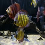 Owen casey - @owens_fish_tank - Instagram