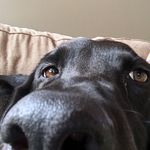 Owen Curran - @doggo_fred - Instagram
