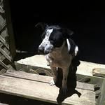 OWEN DALY - @o_dog_7303 - Instagram