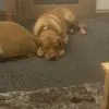 Owen Dart 2003 - @owen.dart.2003 - TikTok