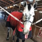 🐴Claire+Owen+Denton🐴 - @claire._.wood._.fan - Instagram