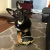 jet_dog127 - @owendill - TikTok