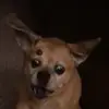 DailyDoseOfGinger - @owen_fredrick - TikTok