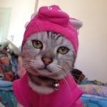 Owen cat & friend - @owencatt - Instagram