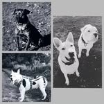 Owenhandicaphund - @owenhandicaphund - Instagram