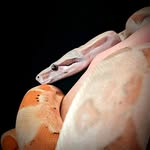 Owen Hill - @fractalexotics - Instagram