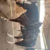 Cactusowen🐴 - @owenhobson5 - TikTok