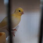 canary_fam - @maxmccloskeyandowen - Instagram