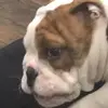 Owen Nicholson - @owen.nicholson - TikTok