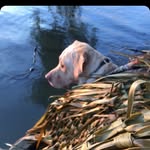 Owen Peer - @downriver_gundogz - Instagram