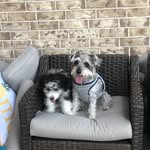 Owen Pepper  & Bohdi Pie N - @owen_and_bohdi - Instagram